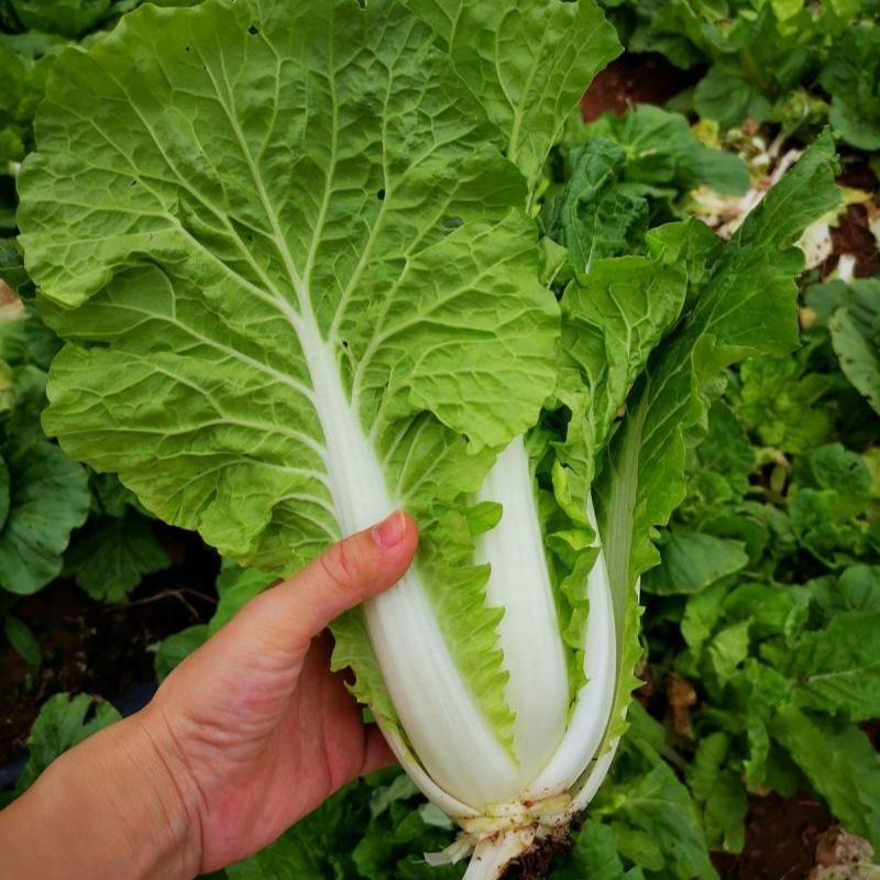 福利抢购奶油小白菜杭白菜油菜