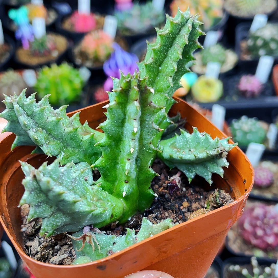 甜甜圈非偏远地区满25包邮仙人球