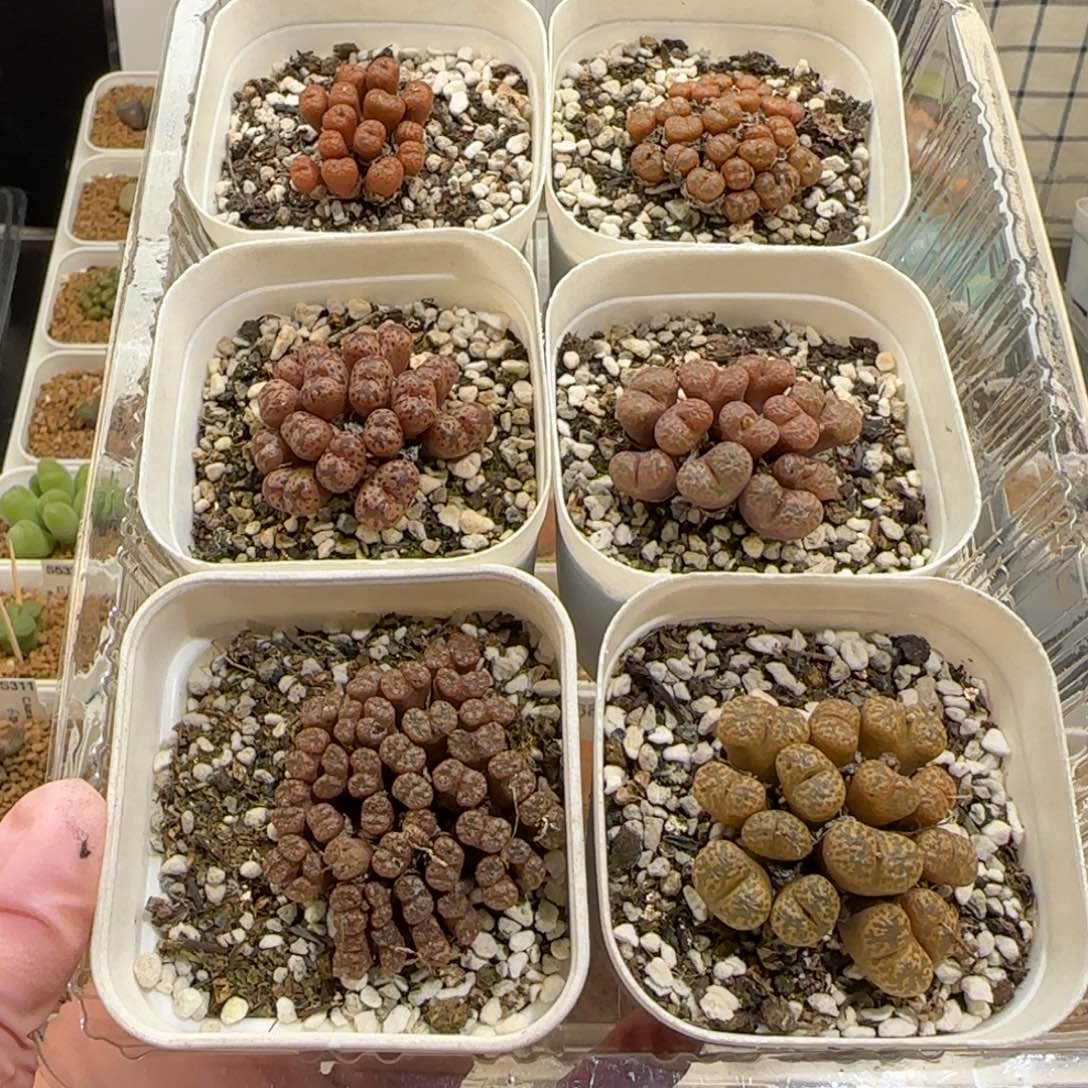 色***彩肉锥多肉植物组合-有疤1199