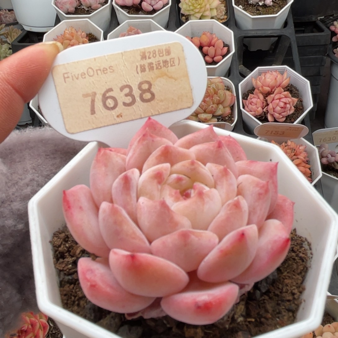 草莓果酱7638-5.0厘米