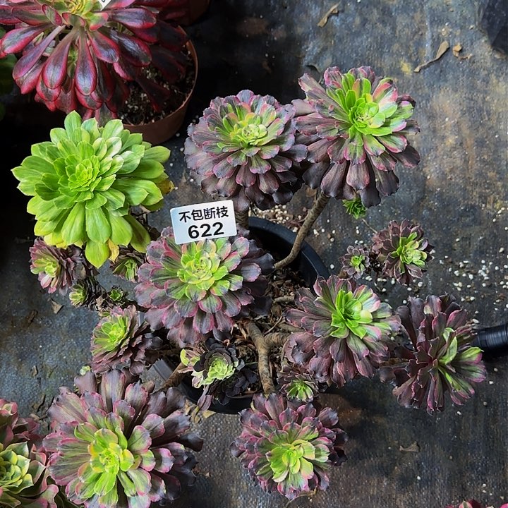 622多肉法师锦111