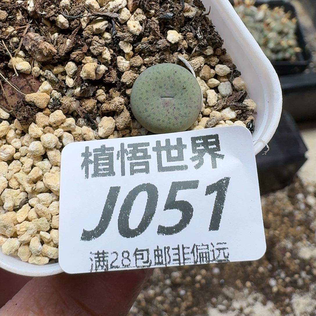 多肉植物的润泽fghh