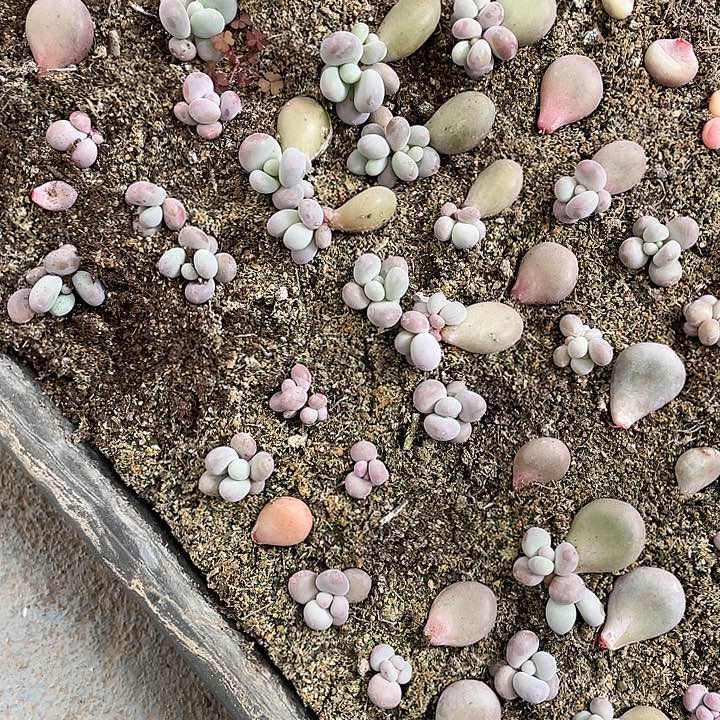 【闪购商品】大叶奶酪