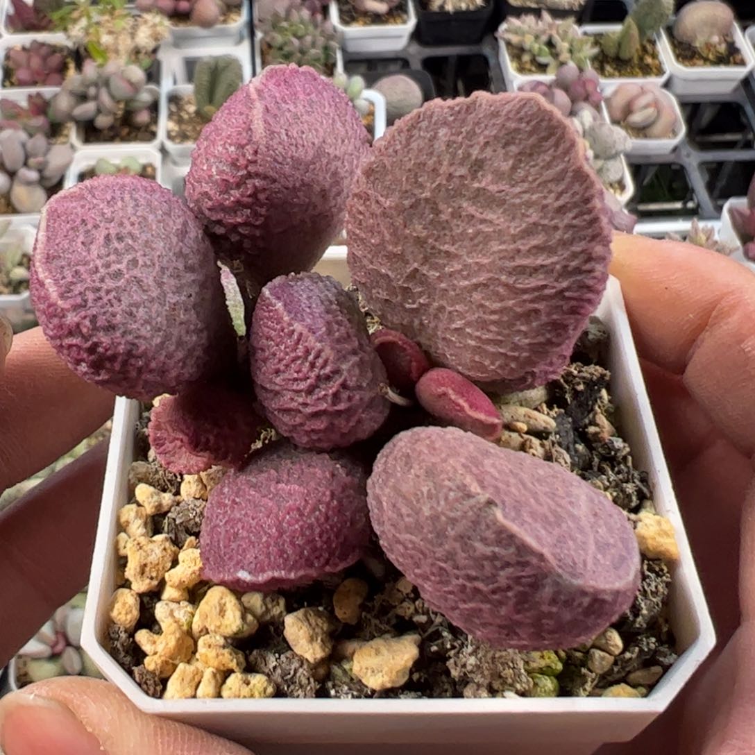 哈默猪肝多肉植物水泡老桩