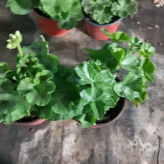 当前无花栽培后可以开花857和夏日玫瑰