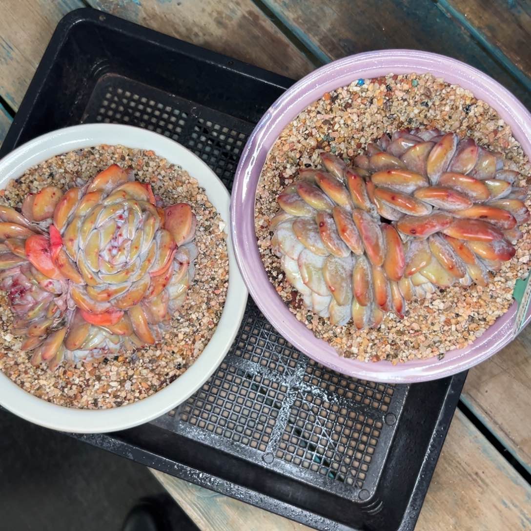 多肉编号0123-274