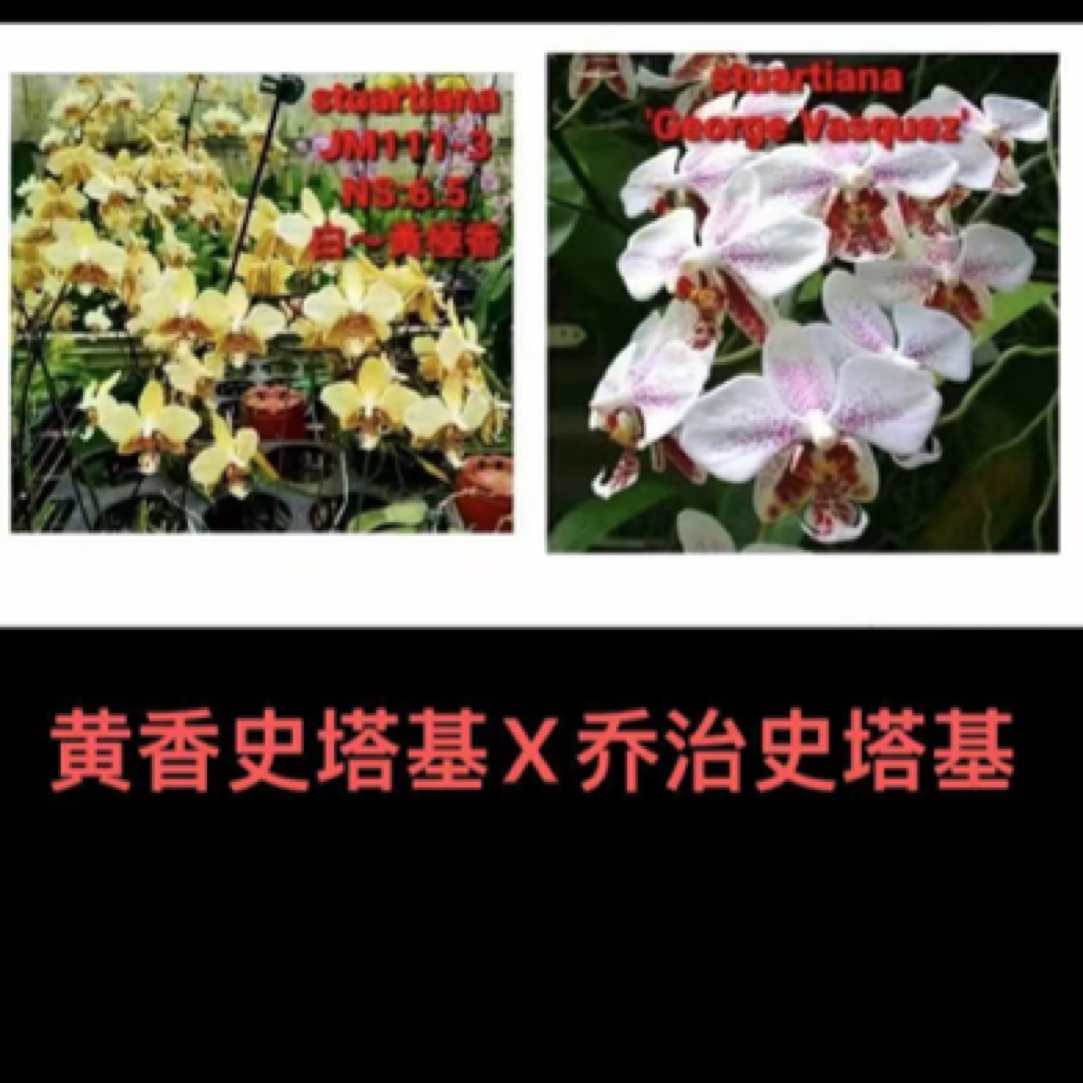 2.8寸黄香史塔基X乔冶史塔基(仅是苗)