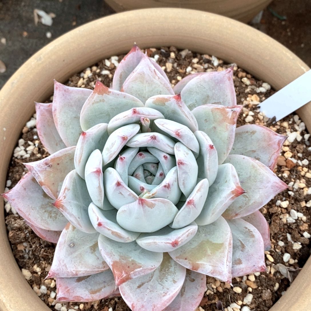 可问主播品种，下滑链接更多品种选择_312