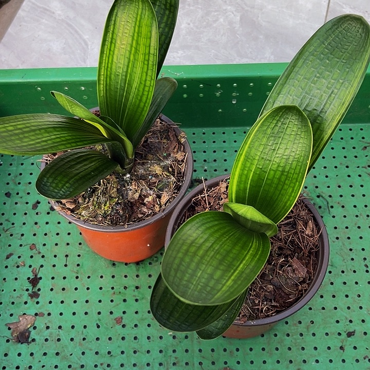 完全开放油麻彩兰