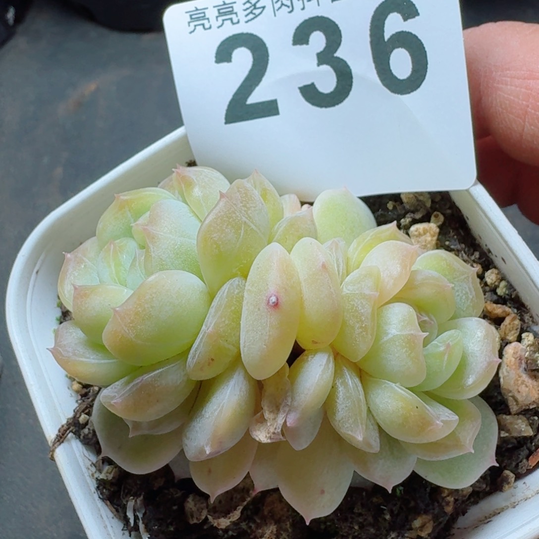 白色恋人         精品多肉