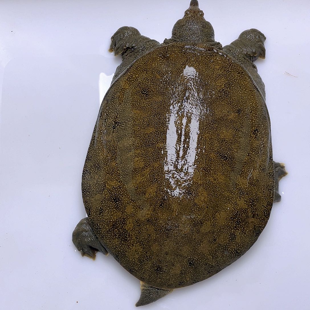 中国大陆12345678