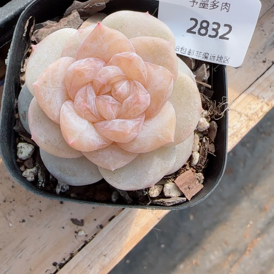 冰奶糖，2832多肉植物