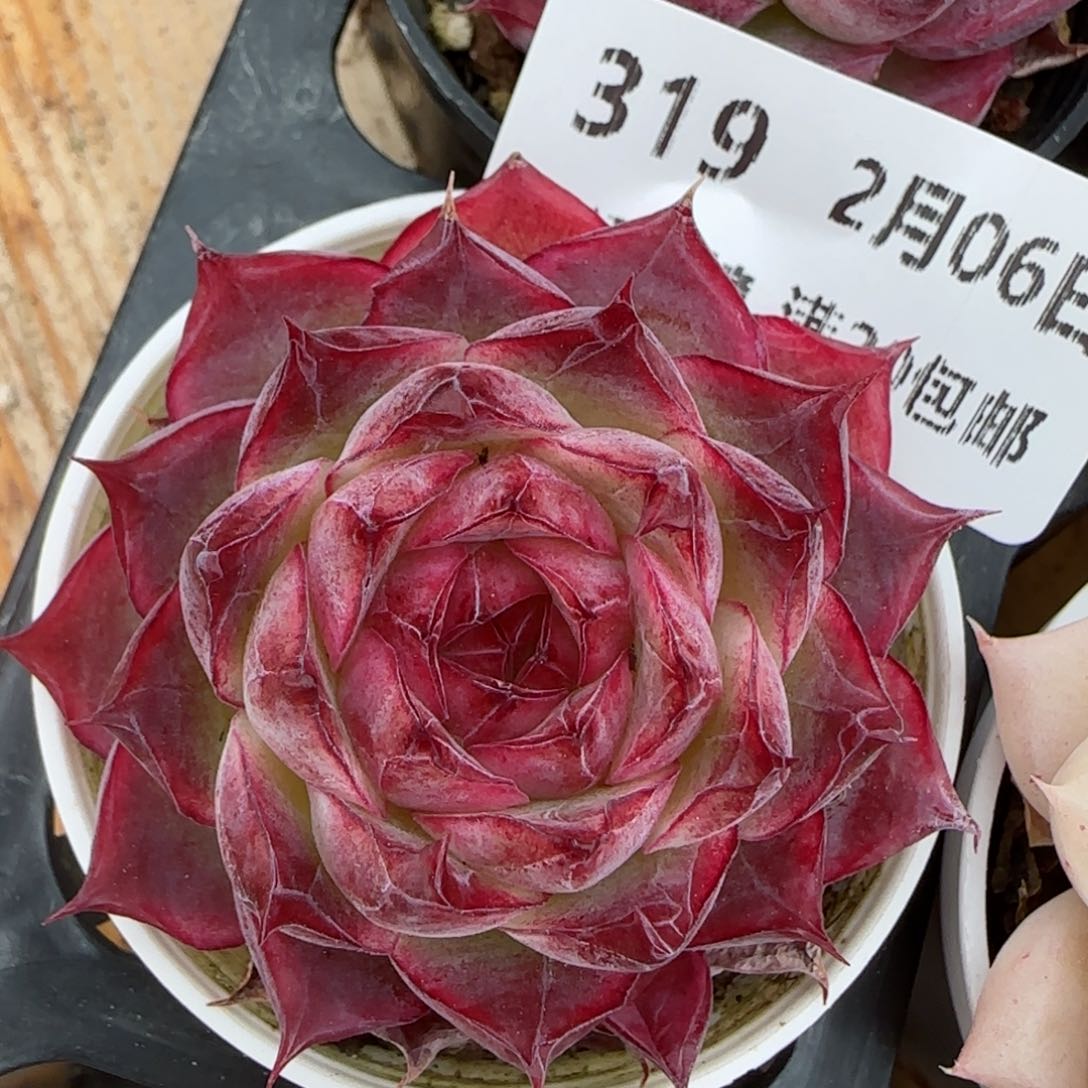 花语逸镜0206-319