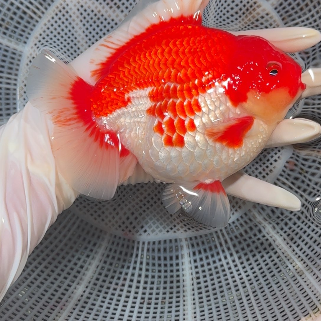 金鱼精品红白短尾将军狮子