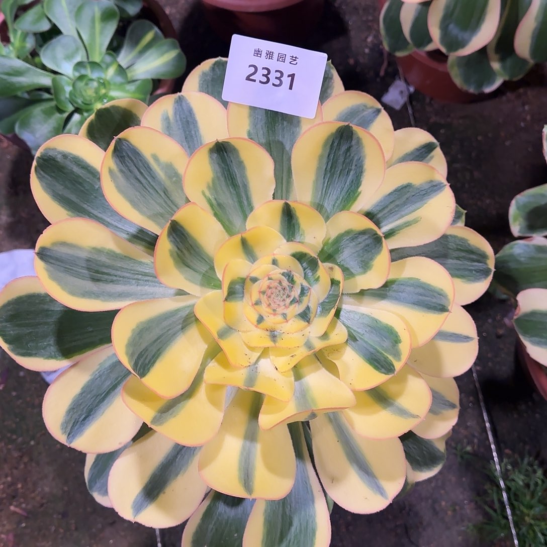 多肉植物王妃2331