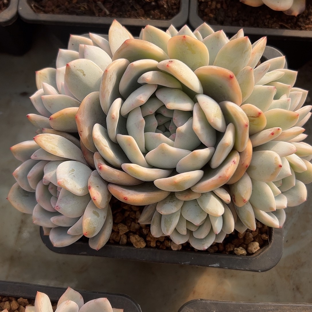 橙梦露锦捧花一物一拍