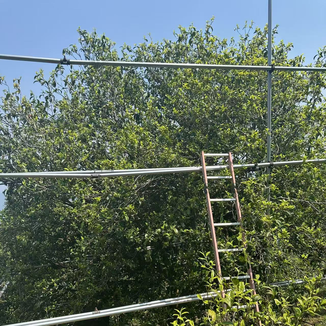 【姑姑私藏】2015年锦绣-“茶祖地”2000年古树普洱生茶散茶