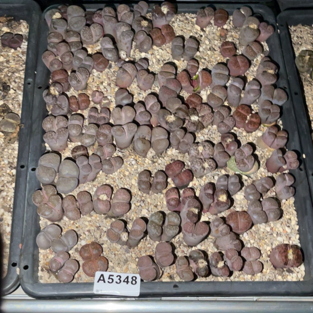 联***）5348福利款了1不售后