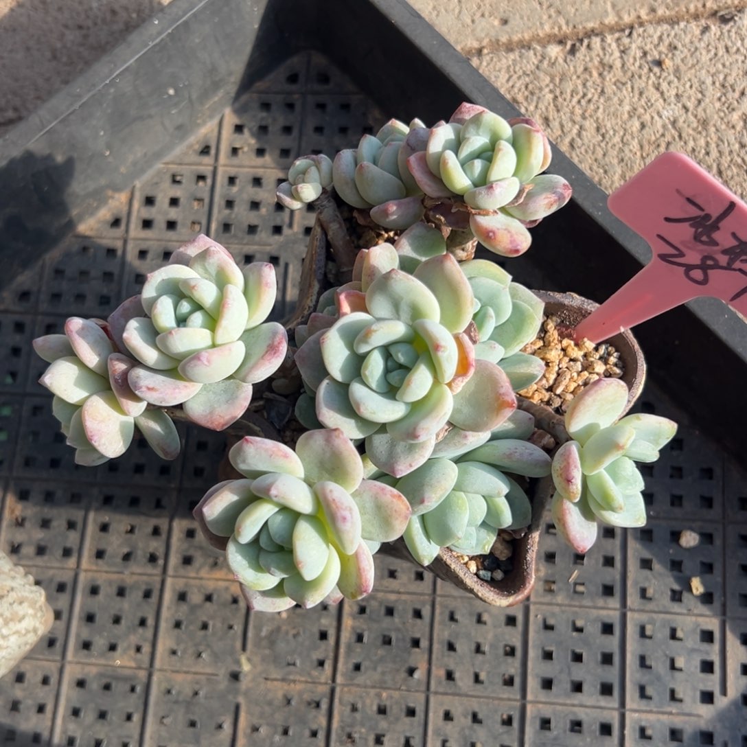 冰***棒冷香1111111111111111