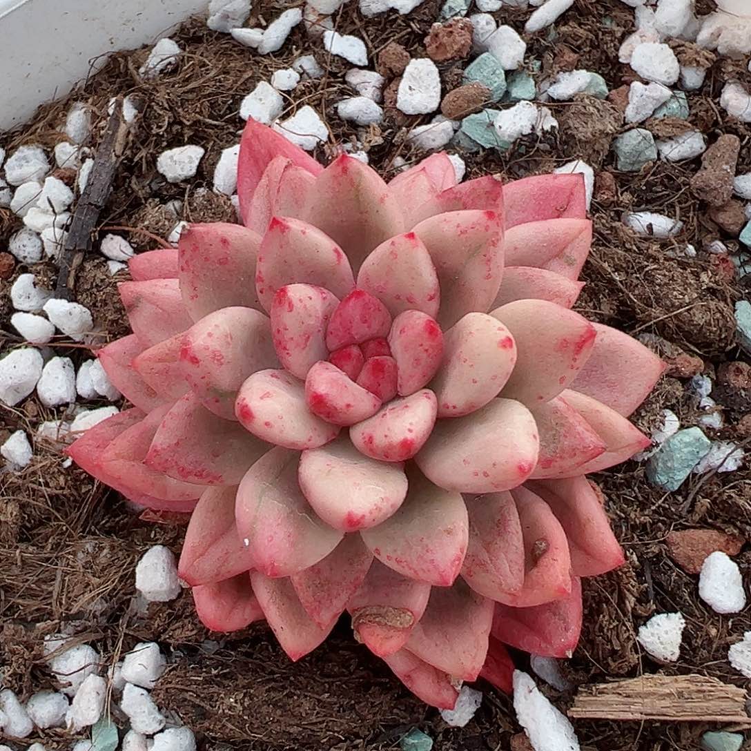 路易锦，覆轮锦多肉植物