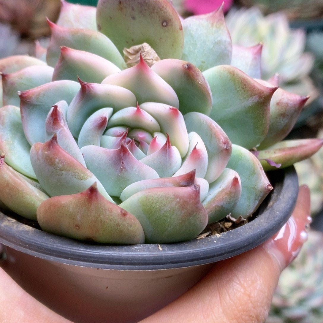 180锦锦锦锦锦锦锦