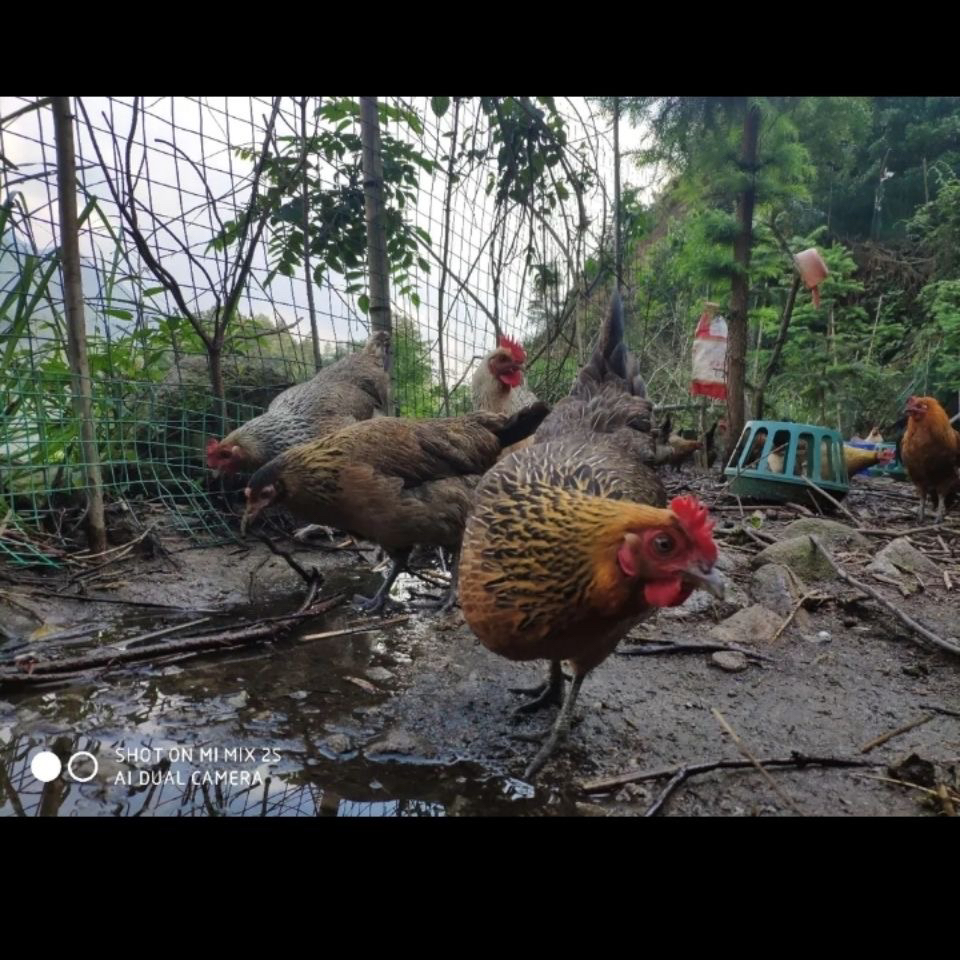 麻羽绿壳蛋鸡农家散养新鲜现货现发整只包邮8两左右发货发7个