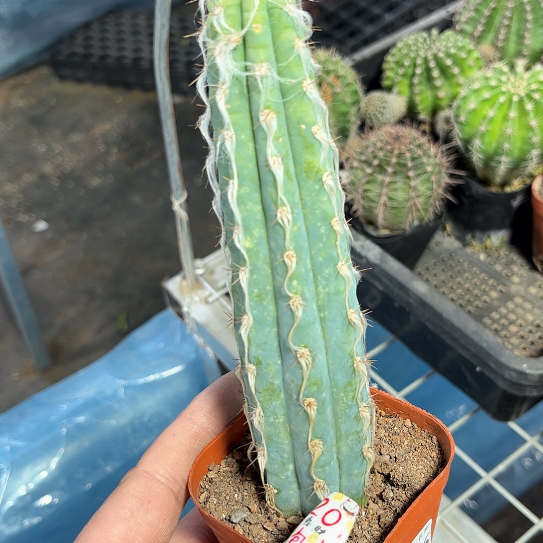 阿**子25266一物一拍单头发货