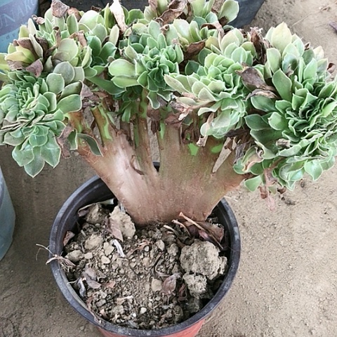 柠檬玫瑰坠玫瑰玫瑰