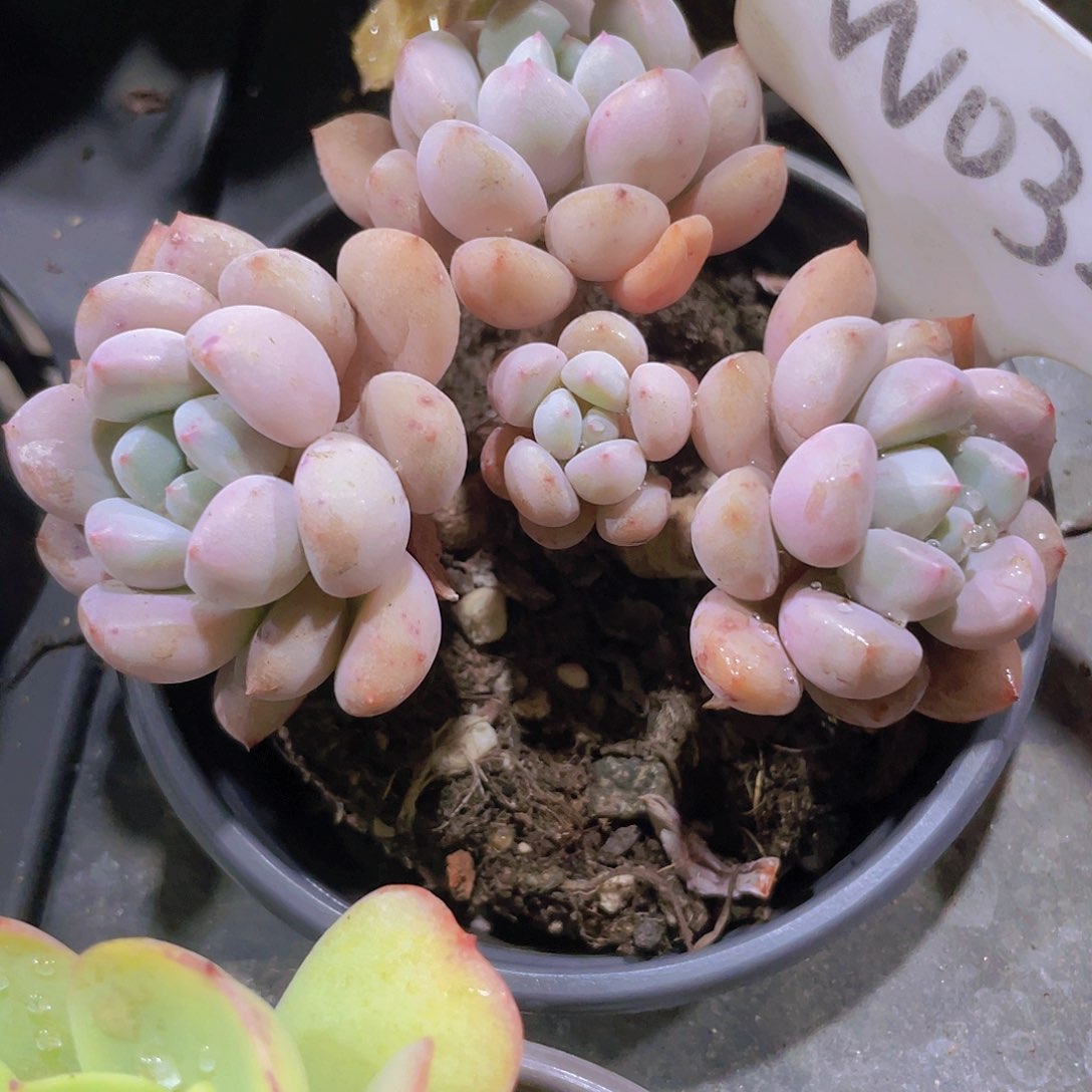 白鹭w032一物一拍