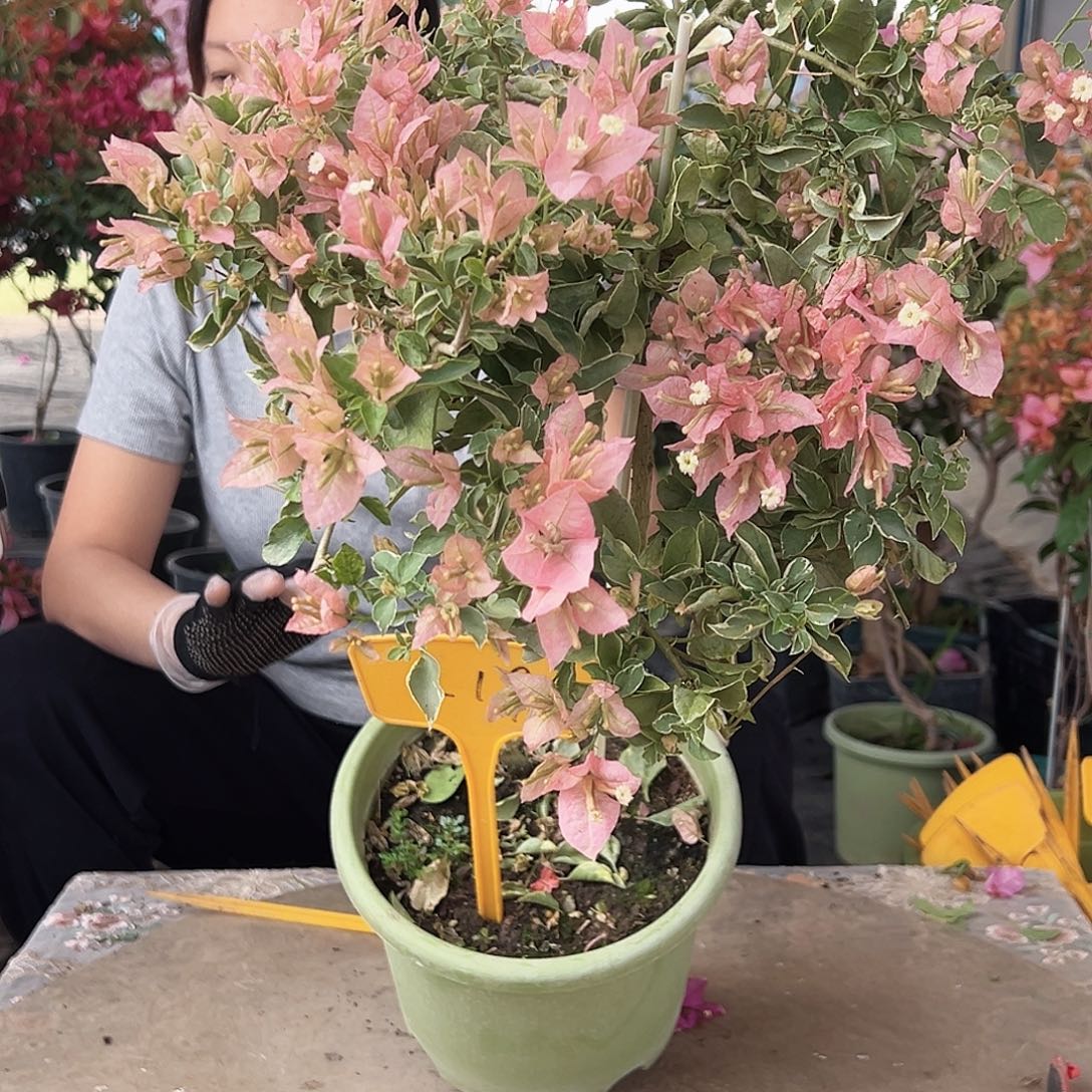 C***C大部分花苞少量开放K19棒棒糖