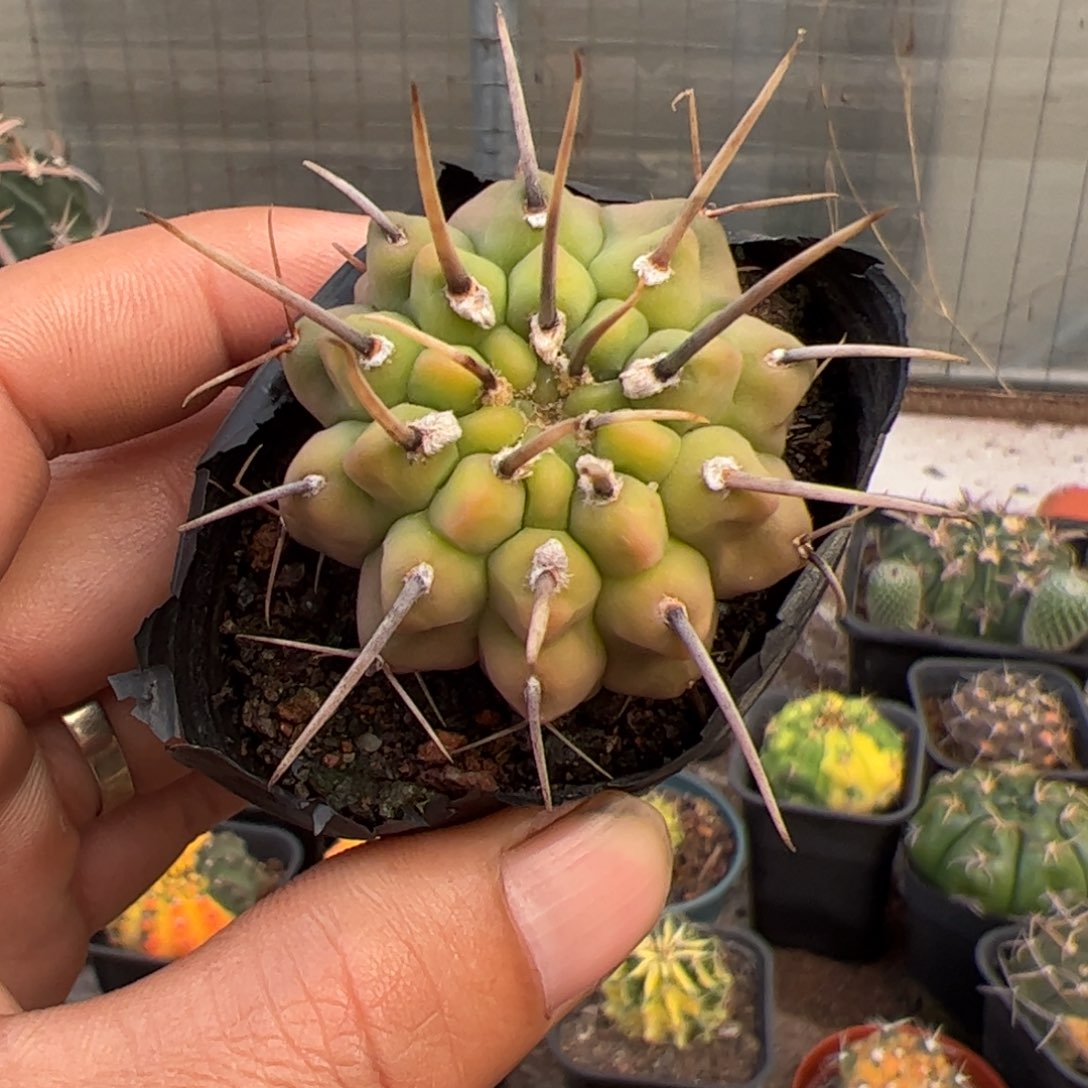 实生一本刺仙人球