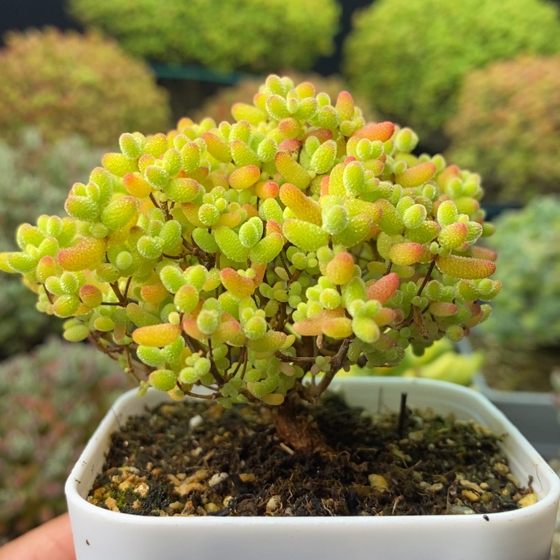 2005蜜橘糖球 。      