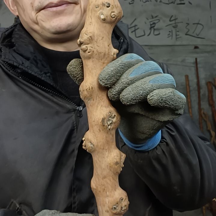 稳定木诚***9贵州檬子木   铁马鞭   根艺  半成品