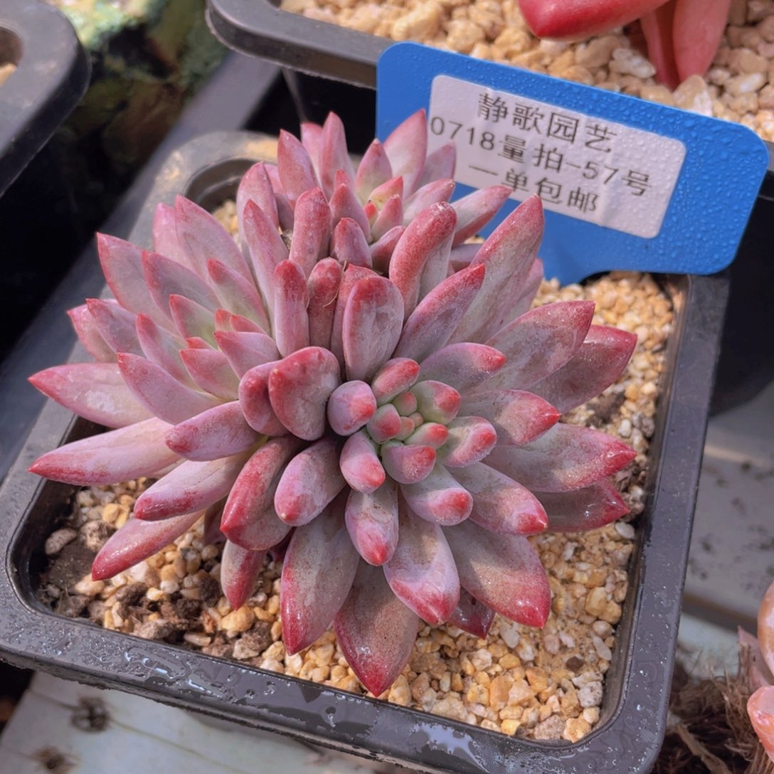 0718-57-正版虞美人福利一颗量拍