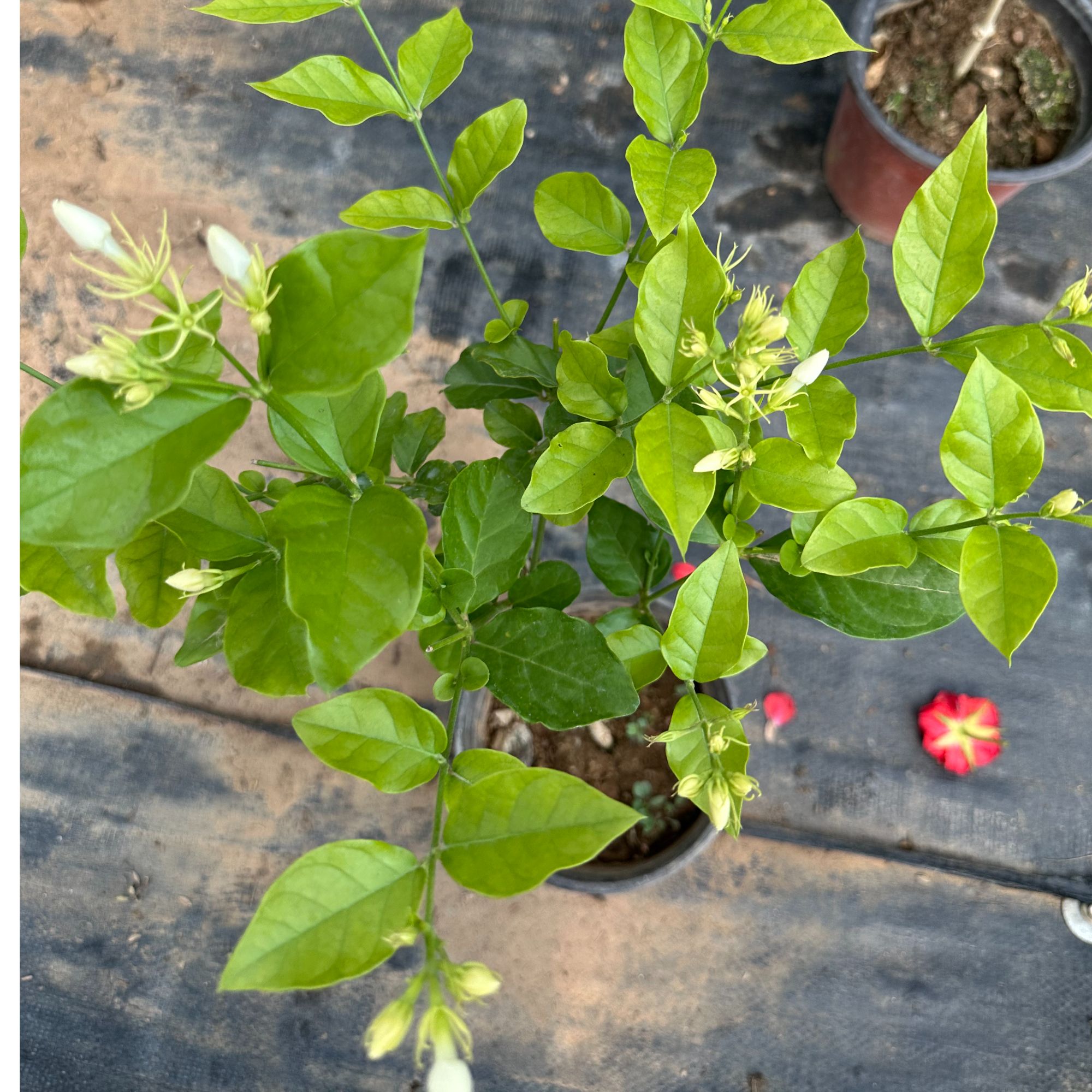 中昌花卉【单瓣笔尖茉莉】木本易成活