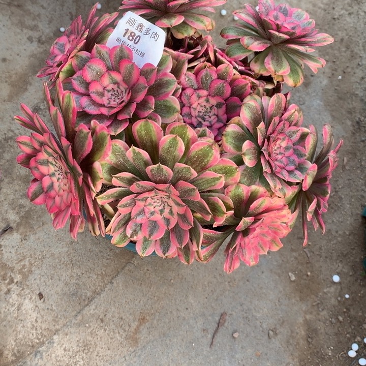180粉同多肉植物
