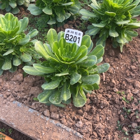 201琉璃翡翠不包断枝