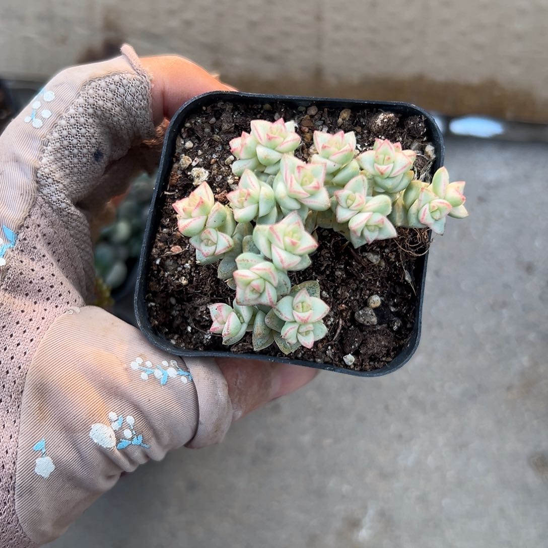 蜡笔而OK植物营养液中央音乐学院