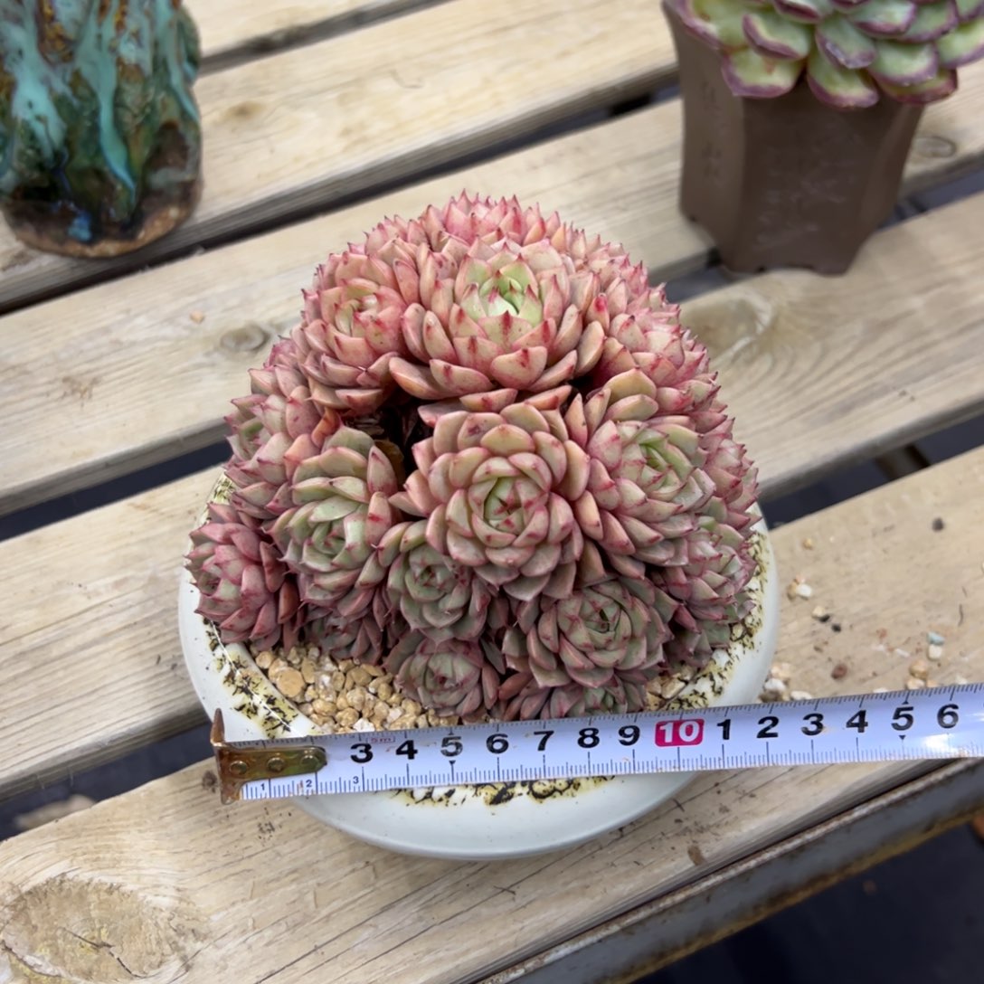 笨吧28 零零多肉植物