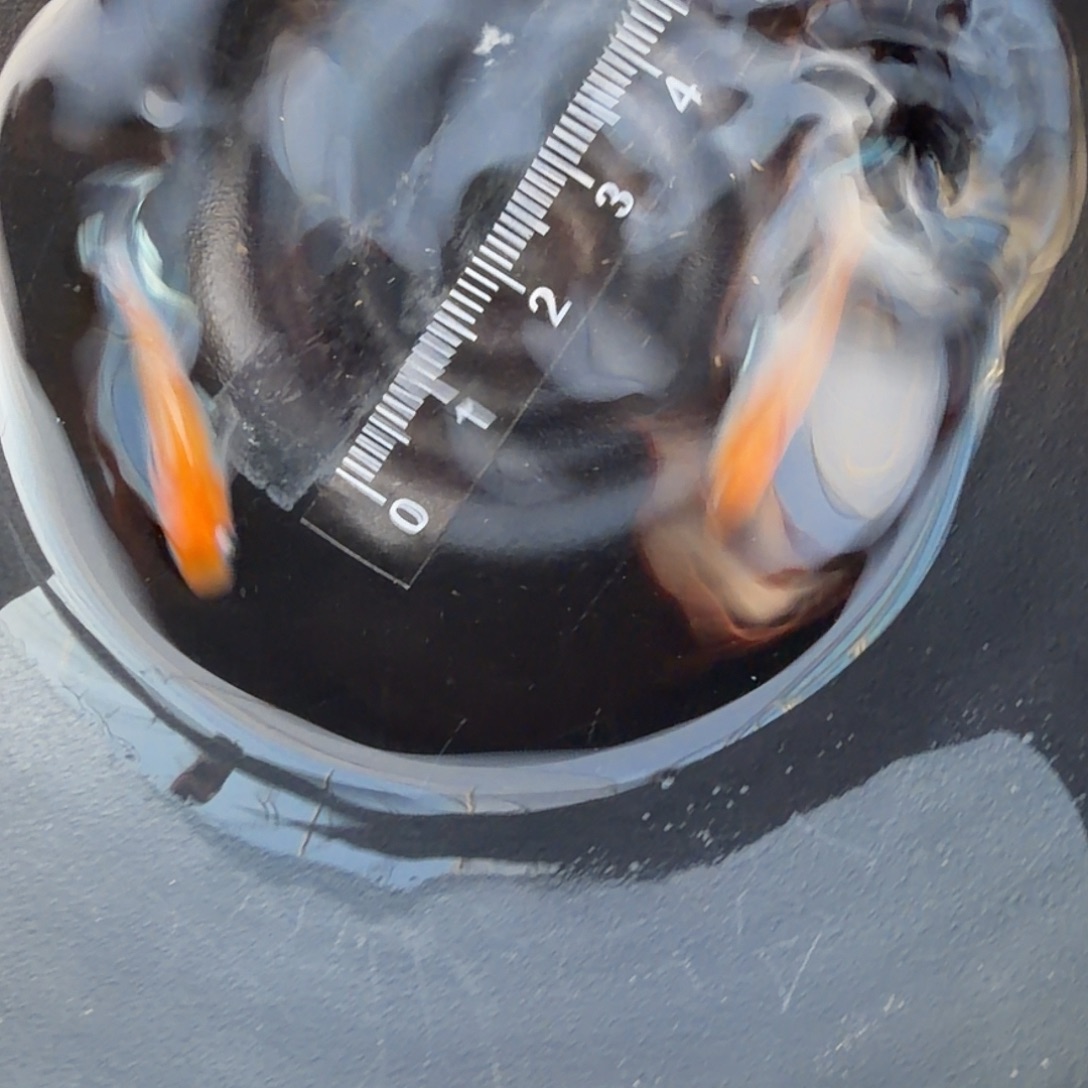 青鳉鱼观背青鳉40