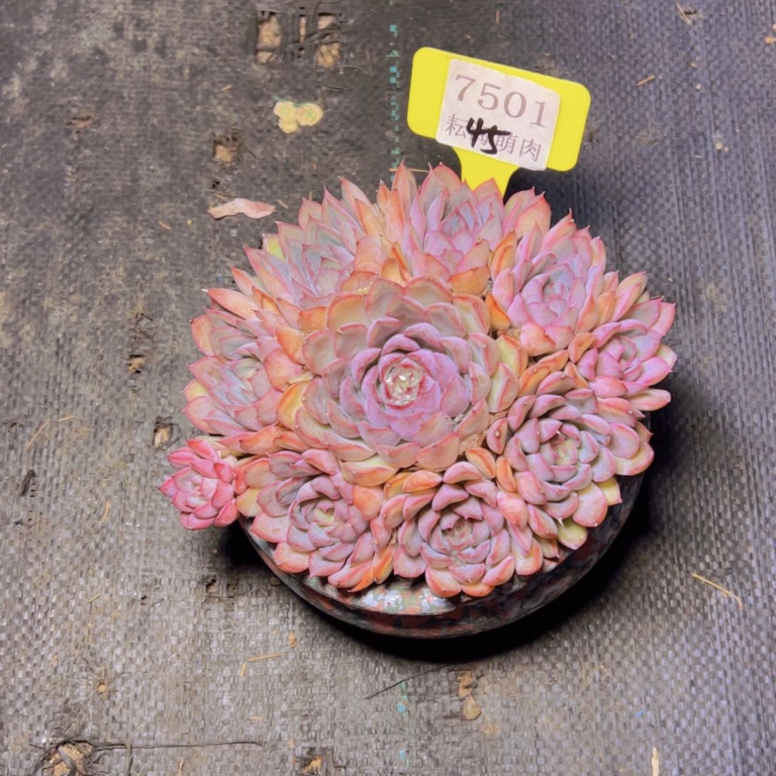 猎户座7501多肉植物