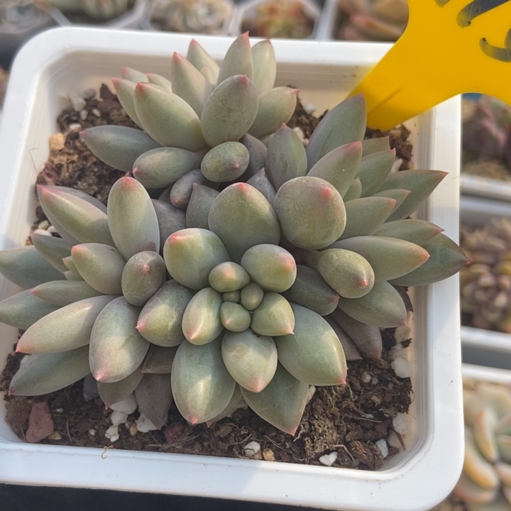 915车厘子多肉植物保护