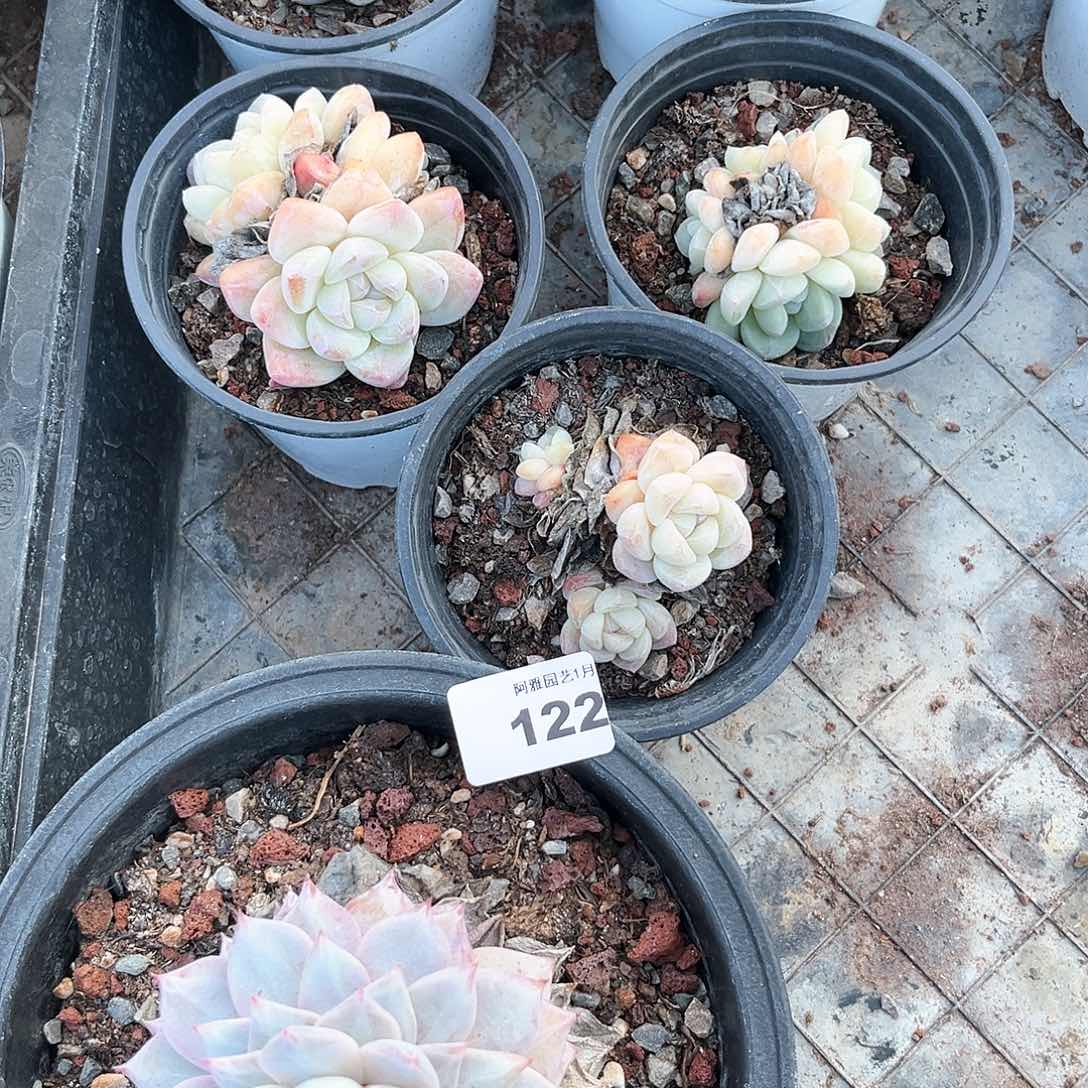 阿雅园艺。        脱土发货122