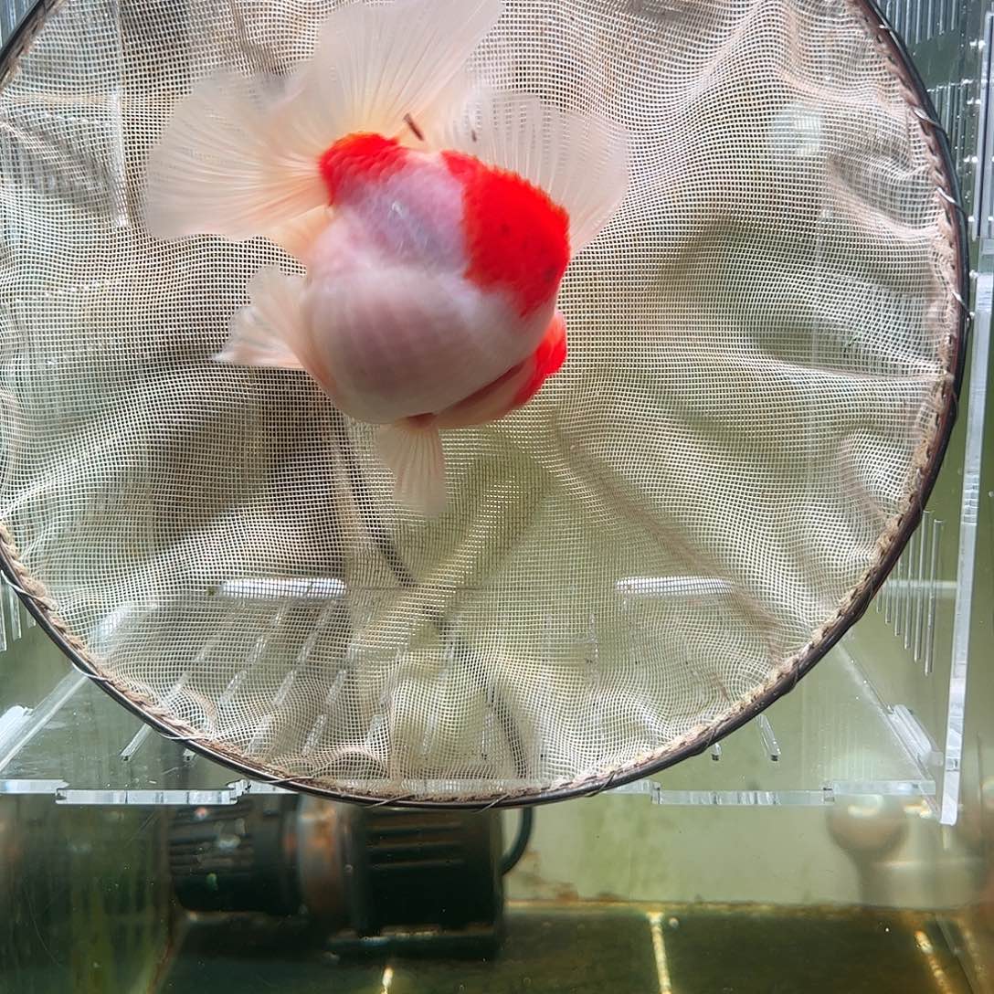 金鱼百褶泰狮亚成38
