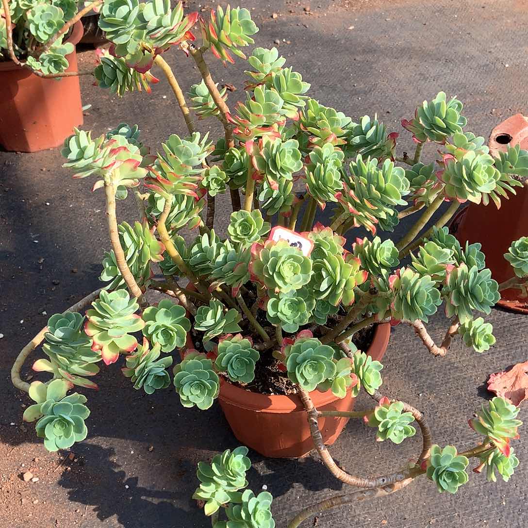 薄化妆1402晓晓一物一拍