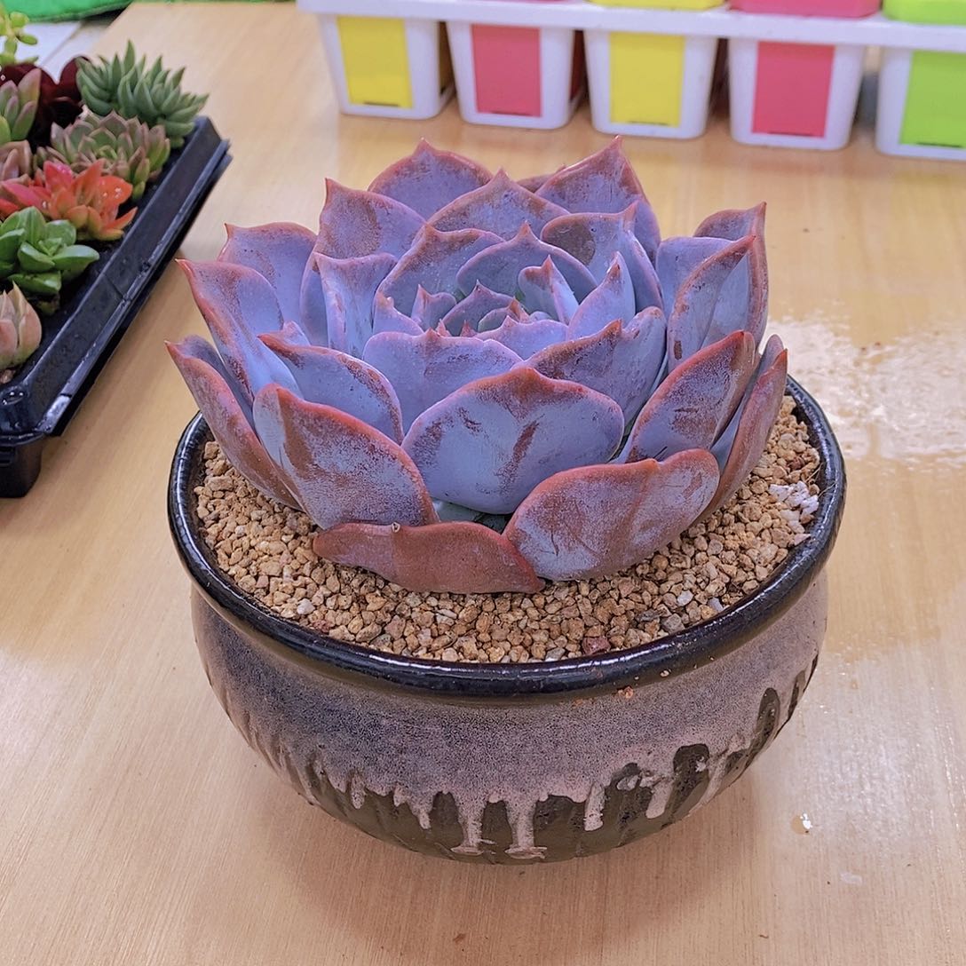 无花朵多肉植物露西娜120