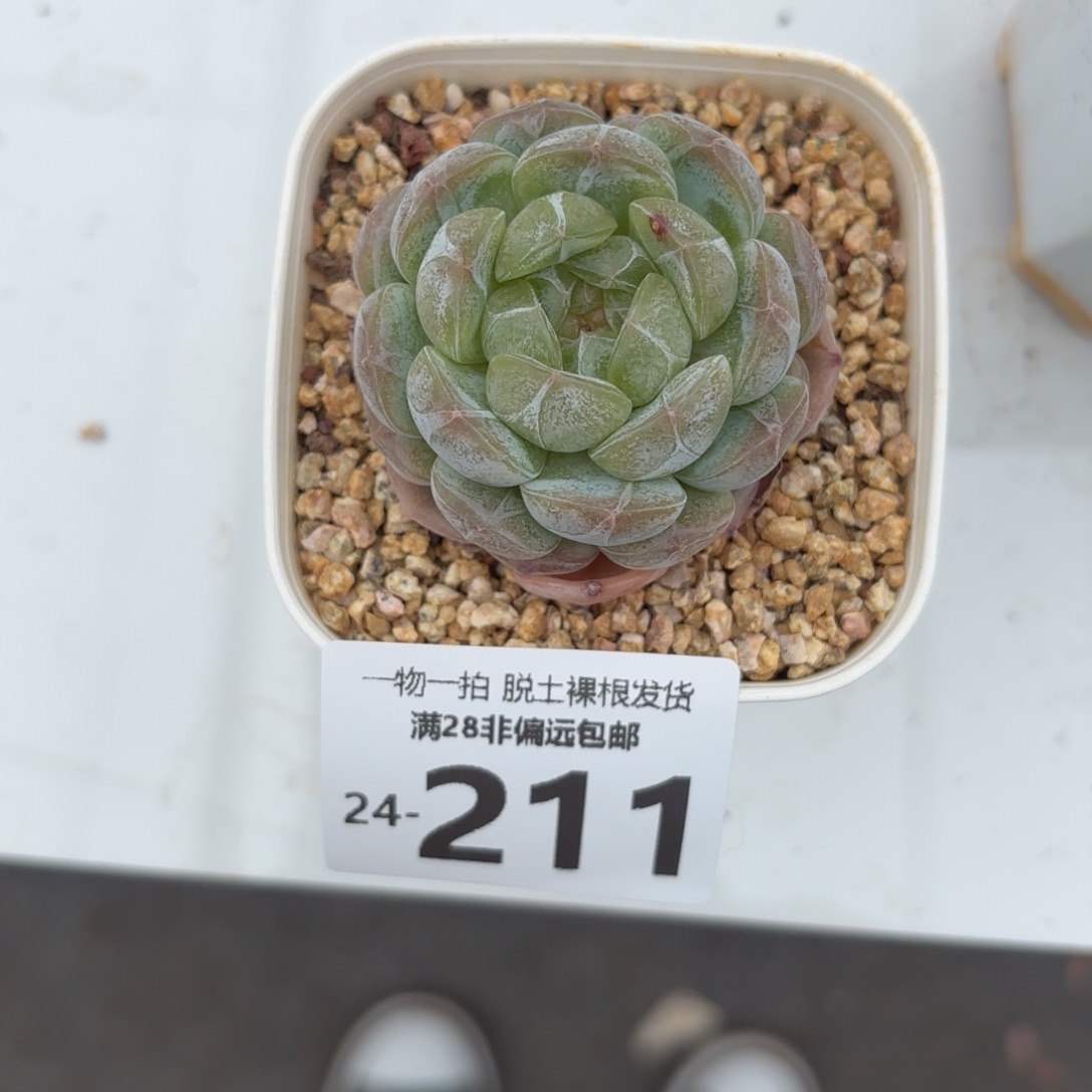 白恋单头多肉多肉