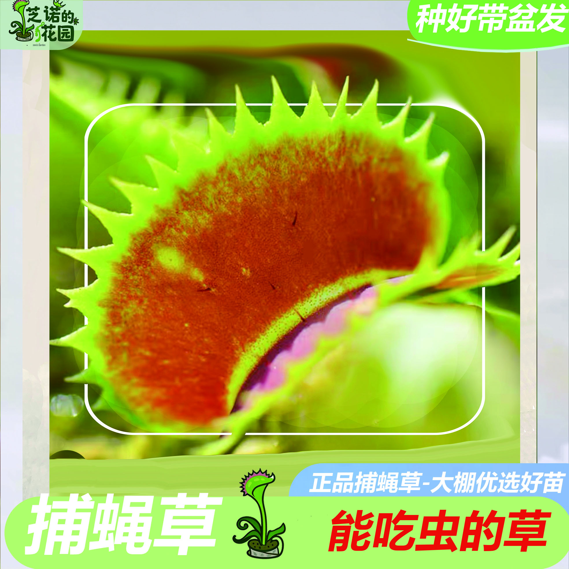 超大捕蝇草食虫植物驱蚊捕蚊室内趣味绿植盆栽