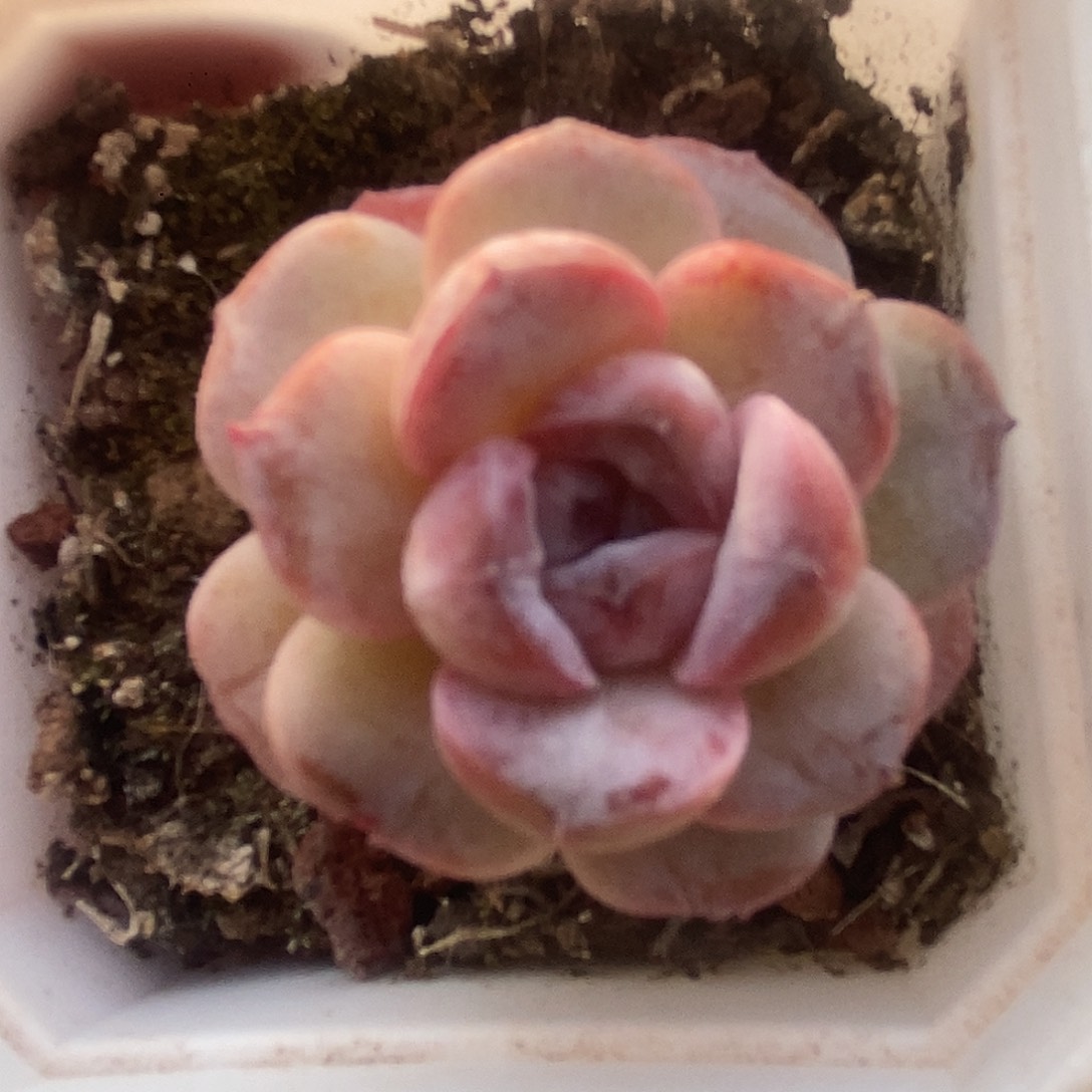 可爱肉肉喜欢拍221