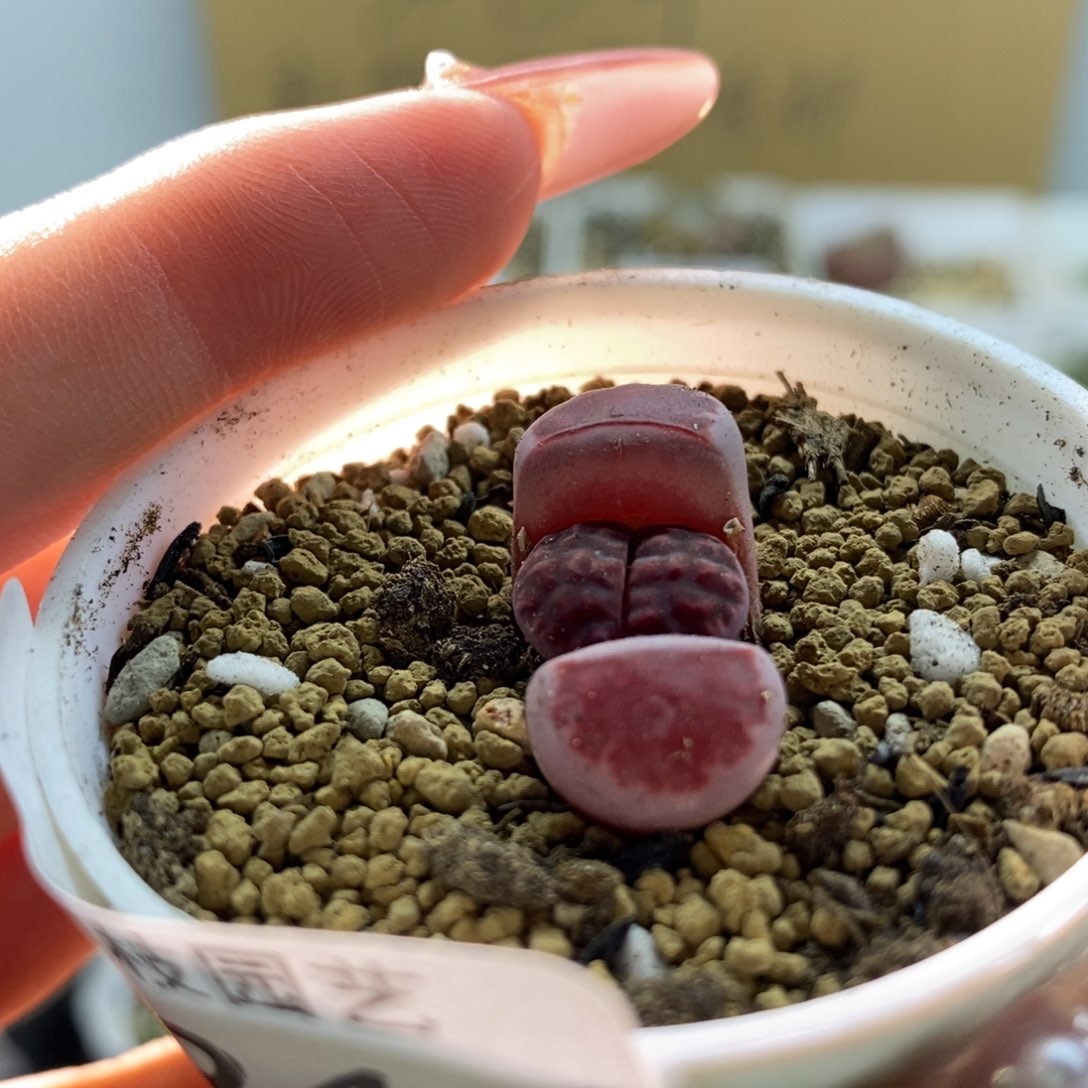 694阿克塞尔1111111111111111111111